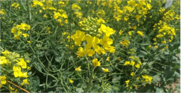 برنامه تغذیه کلزا